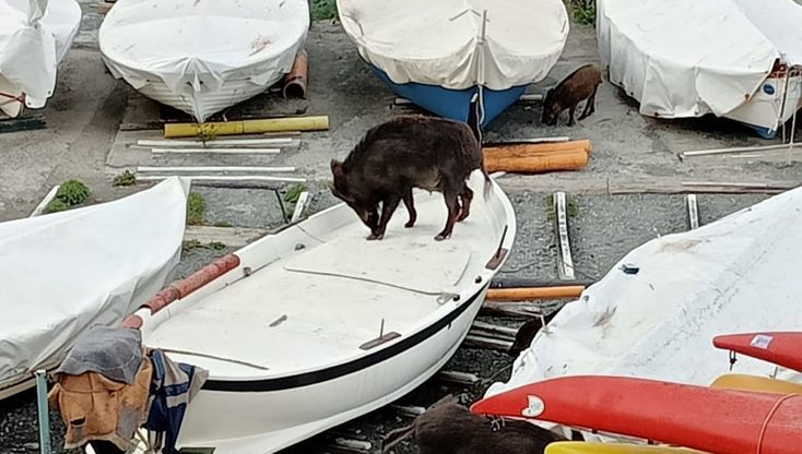 Genova, cinghiali in barca sulla spiaggia di Vernazzola. I residenti esasperati: "Strappano la pizza dalle mani delle persone"