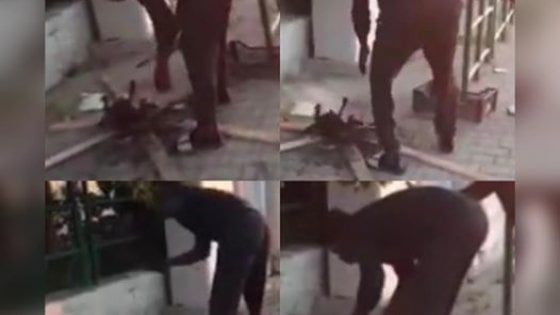 Campiglia Marittima (Livorno), Ceccardi denuncia: "Un immigrato ha arrostito un gatto alla stazione"