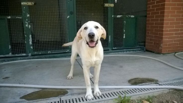 Cane prigioniero in balcone, sta bene ma è sotto sequestro