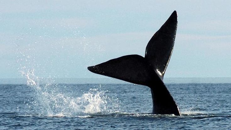 Spiaggiata nella baia di Osaka, la balena diventata un caso entrerà nel museo di storia naturale