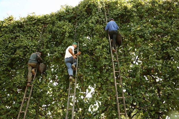Cesa, celebrazioni per il vino più "alto" d'Italia