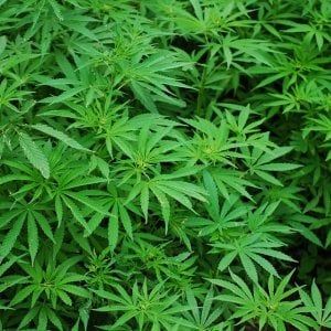 Catania, marijuana illegale: ventuno persone arrestate, anche due poliziotti e un carabiniere