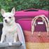 Ansia da rientro anche per i nostri animali: come affrontarla