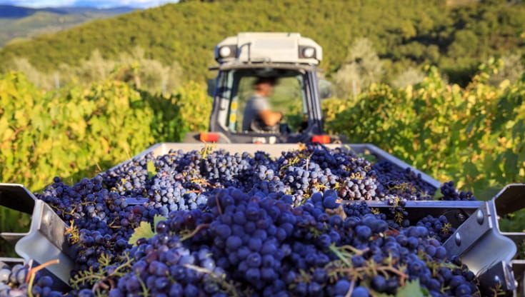 Luglio, tempo di vendemmia precoce: ecco cosa sta succedendo davvero