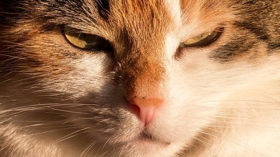 Aviaria, a New York primo caso di trasmissione da gatto a uomo