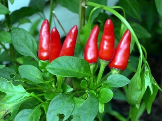 "Chi mangia peperoncino  vive più a lungo"