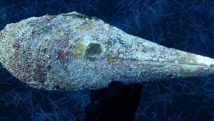 Identificata per la prima volta l'ibridazione tra Pinna nobilis e Pinna rudis: gli ibridi potrebbero essere resistenti al parassita che sta sterminando le nacchere di mare nel Mediterraneo