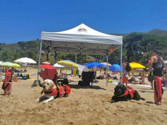 Eros e Blu, i cani bagnino in azione sulla spiaggia di Sperlonga 