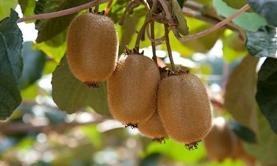  Agricoltura: firmata intesa su export di kiwi in Cina