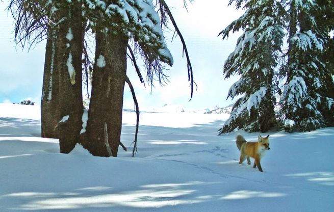 Yosemite Park, volpe rossa ricompare dopo 100 anni