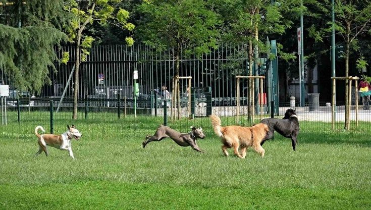 Nel parco di San Bartolo con i cani a caccia del veleno misterioso 