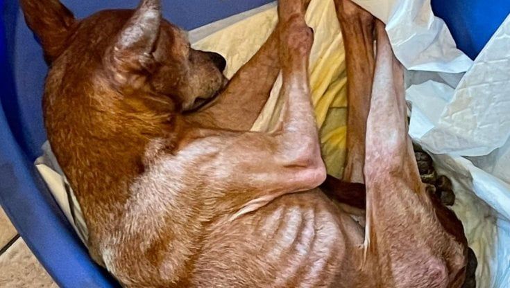 Due cani malnutriti salvati in un appartamento di Parma