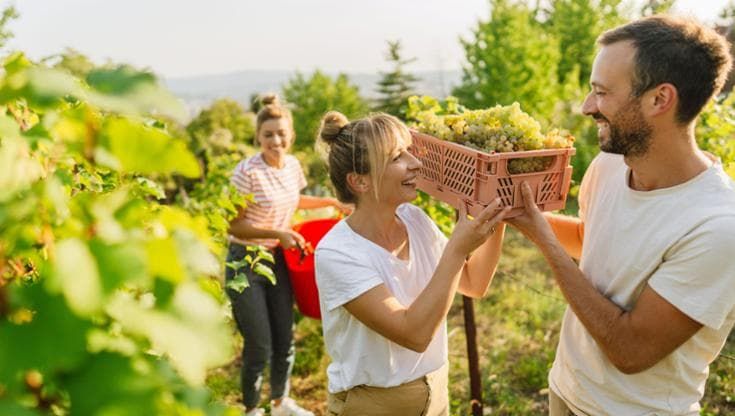 "Andiamo in vigna a fare la ganzega”. Come partecipare a una vendemmia (senza rischiare multe)