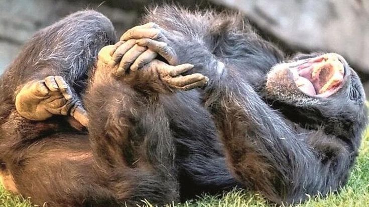 “Dall’orango all’uomo, così 15 milioni di anni fa iniziammo a ridere”