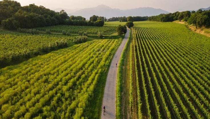 Attilio Scienza: “Le strade sono l’Internet del vino”. Così fedeli e monaci hanno mappato l’Europa