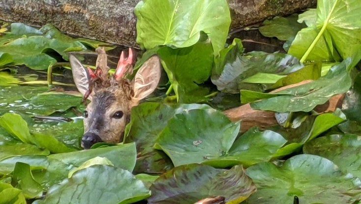 Tuffo nella vasca della facoltà di Biologia: auto spaventa il giovane capriolo. Sano e salvo al Canc