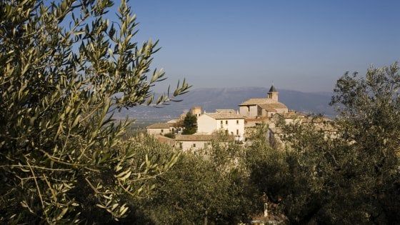 Un itinerario lungo secoli con la storia degli ulivi  