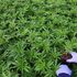 Contro il dolore cannabis in pillole