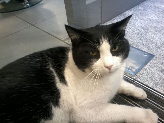 Una targa e un quadro in ricordo di Silver, il gatto libero amato da Piacenza