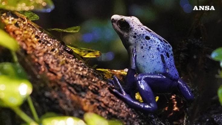 La rana freccia dell'Ecuador, il vertebrato più velenoso al mondo