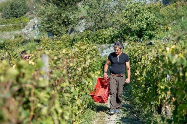 Ischia, la vendemmia è suggestione tra monorotaie e vigneti a picco sul mare 