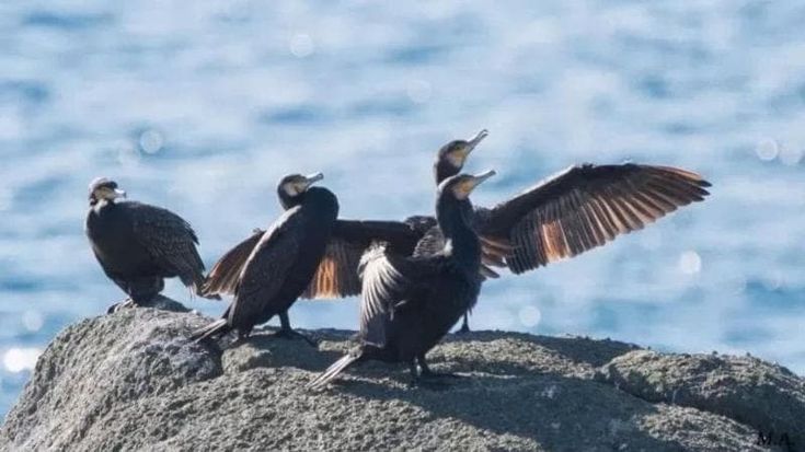 Abruzzo, nella guerra fra pescatori e cormorani spunta un terzo incomodo: il coccodrillo