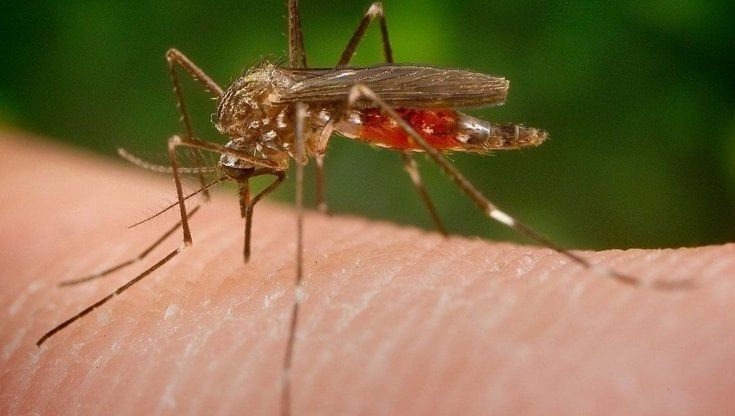 Virus delle zanzare, controlli a tappeto su donatori di sangue e allevamenti di cavalli