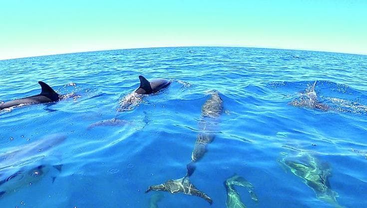 In barca per un aperitivo o in cerca di delfini: i tour alla scoperta del mare