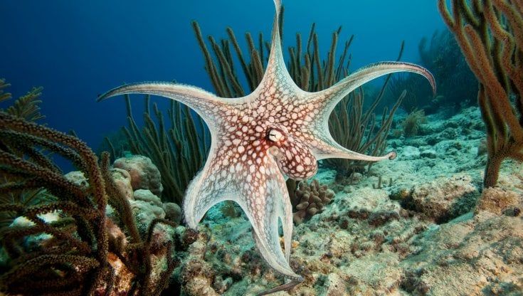 Polpi, insetti e sanguisughe: gli allevamenti di animali che non ti aspetti