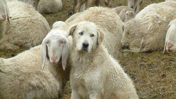 Foggia, uccide cane da pastore con un colpo di fucile per una lite sul pascolo: agricoltore denunciato 
