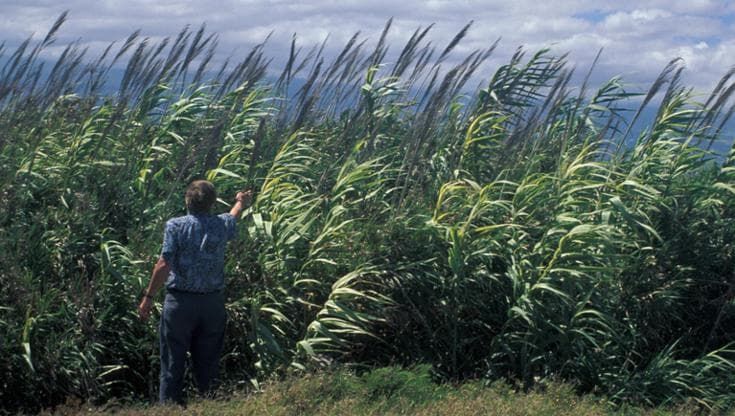 Così da noi le "canne" giganti aliene prolungano la vita delle zanzare