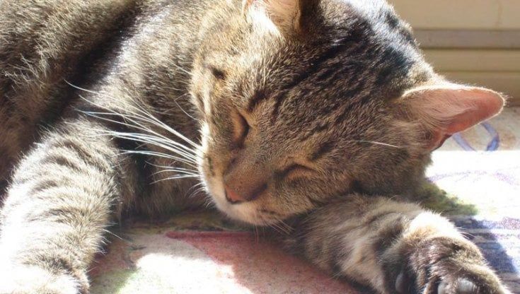 Covid, lo studio thailandese: "Così un gatto ha contagiato un essere umano"