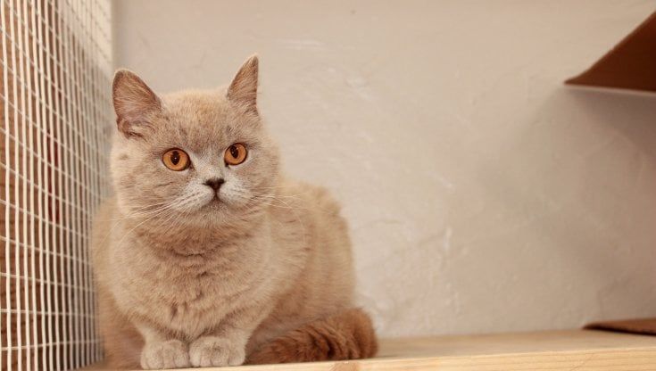 A Milano nasce il primo hotel per gatti: dal servizio in camera agli spazi relax, con una webcam per seguirli da lontano