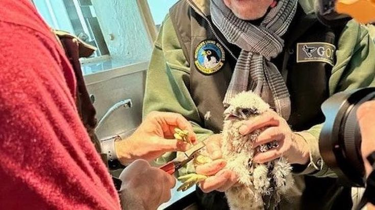 Visitati i falchetti di Giò e Giulia: “Sono 3 maschi e una femmina”. Presto il sondaggio per i nomi
