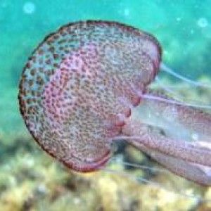 Velella Velella, la medusa<br />che colora la spiaggia