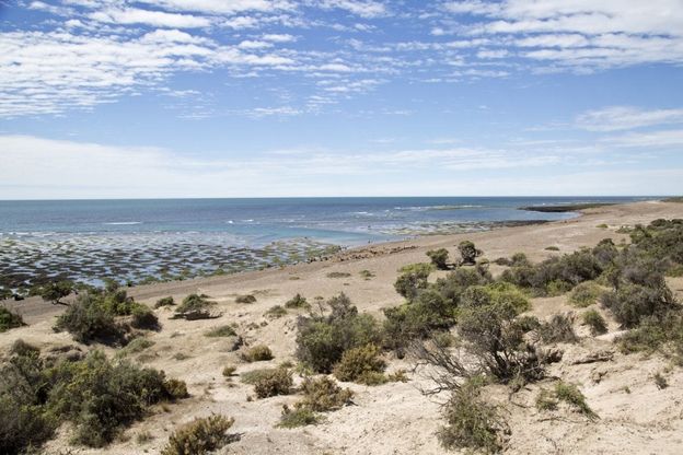 Argentina. Desolata e splendida: Penisola Valdés
