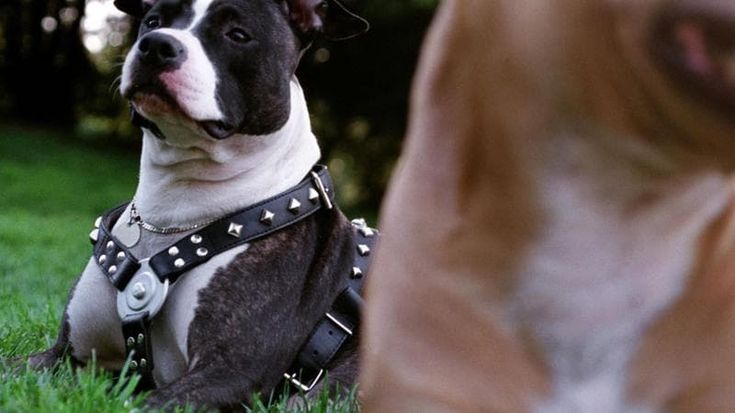 La pietà per i cani e quella dimenticata per gli esseri umani