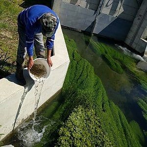 Liquami tossici nel torrente, avvelenate 35 mila trote che servivano a ripopolare il Po 