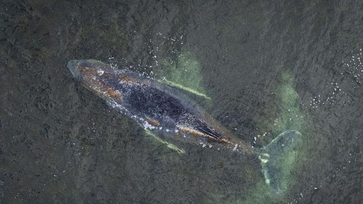 La Germania in ansia per la balena Timmy, intrappolata in una baia del Baltico