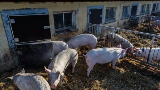 Bulgaria: allarme per la peste suina africana