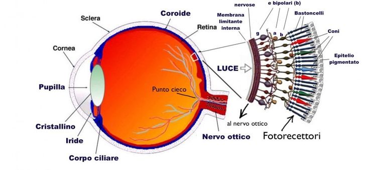  Coni e bastoncelli: i foto-recettori che trasformano la luce in informazioni