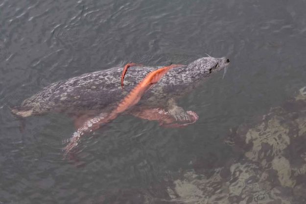 Canada, battaglia in mare: la foca sconfigge la piovra