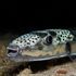 Una “taglia” sul pesce palla maculato: la strategia greca contro la specie invasiva