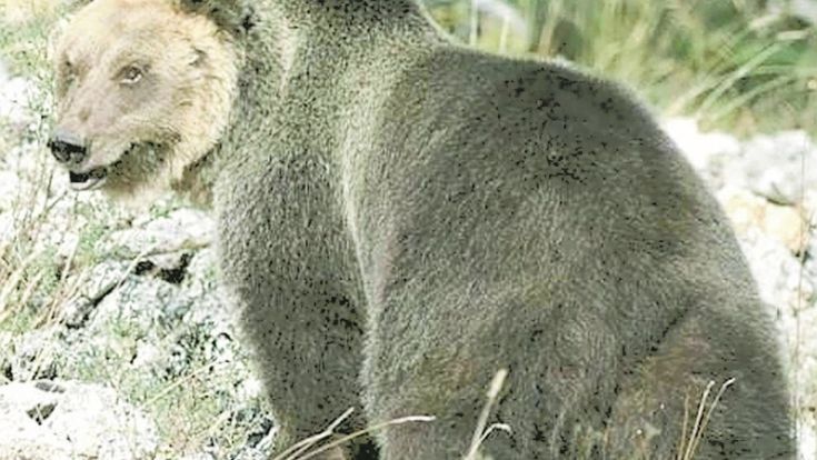 Razzie tra malghe e baite, nelle valli deserte si rivede l’orso Papillon