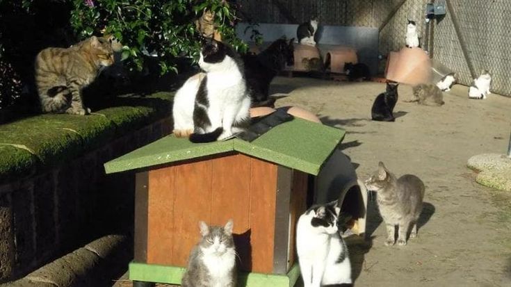 I gatti del Forlanini sono salvi. Sbloccato inghippo burocratico che non consentiva raccolta fondi