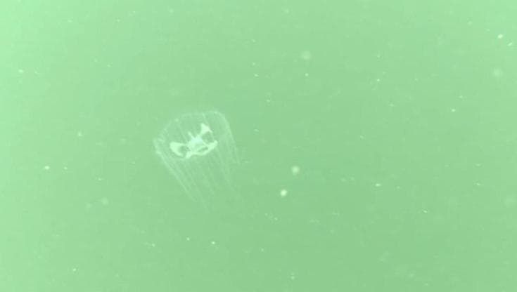 Il "panda gigante d'acqua": avvistata rara medusa in una riserva cinese