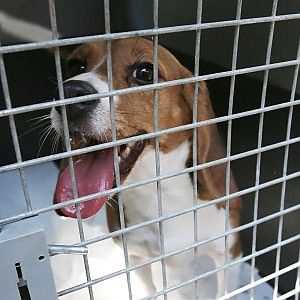 Test sugli animali, Bruxelles vuole denunciare l'Italia alla Corte di giustizia Ue