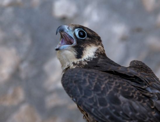 Capri, ferito a giugno, torna a volare il falco “barbarossino”
