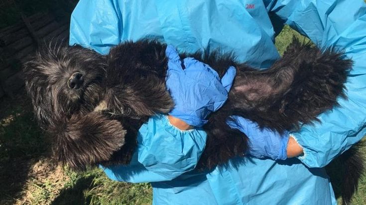 Cinquantadue cani in cerca di una famiglia, erano in un canile abusivo sequestrato, ora sono tutti da adottare