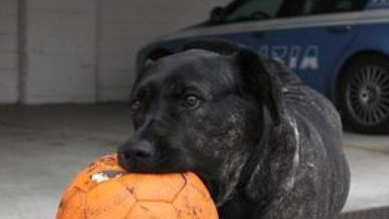 Addio al pitbull Gilda, da 13 anni mascotte del commissariato: "Dedichiamole l'area cani del quartiere"